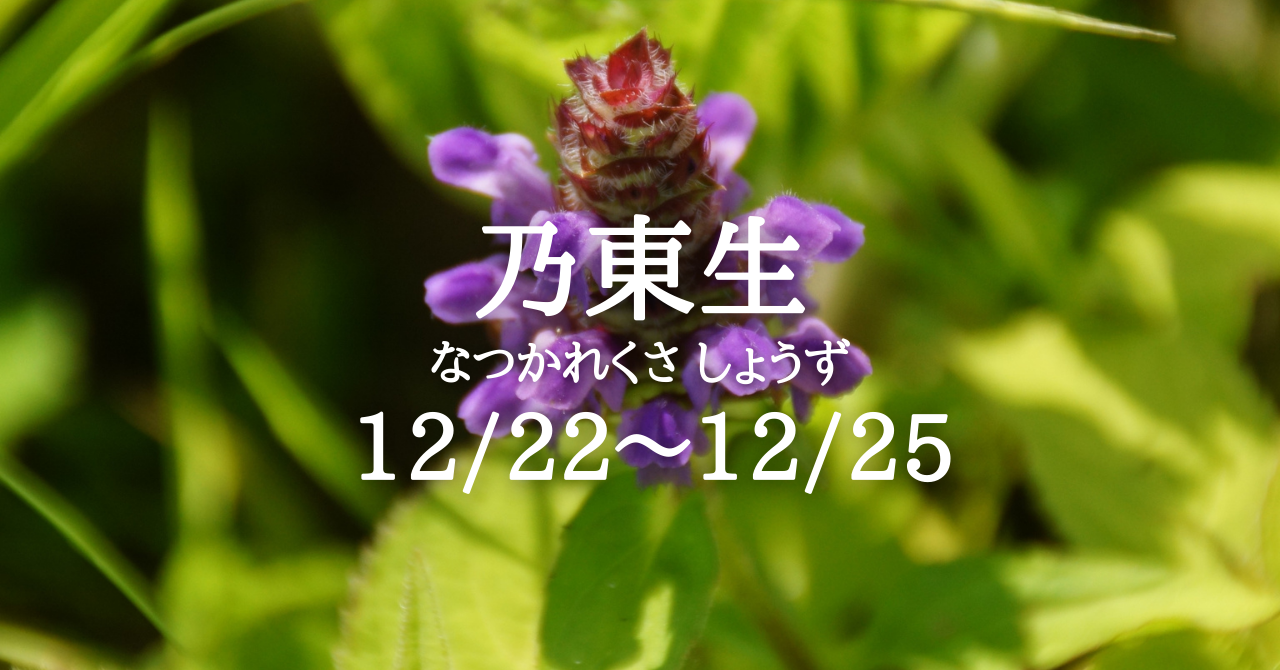 乃東生 なつかれくさ しょうず の５日間です 12 22 12 25 Solarita