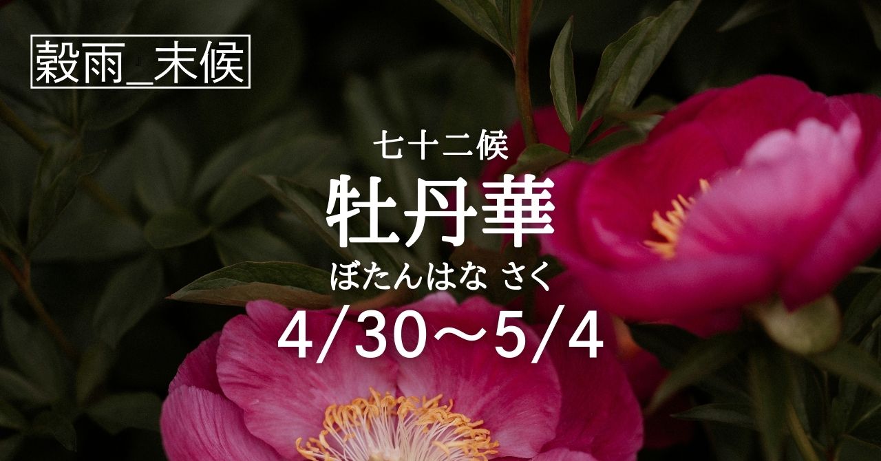 牡丹麗和 3箱　2026年7月期限 牡丹華（ぼたんはな さく）の5日間です (4/30-5/4) | Solarita