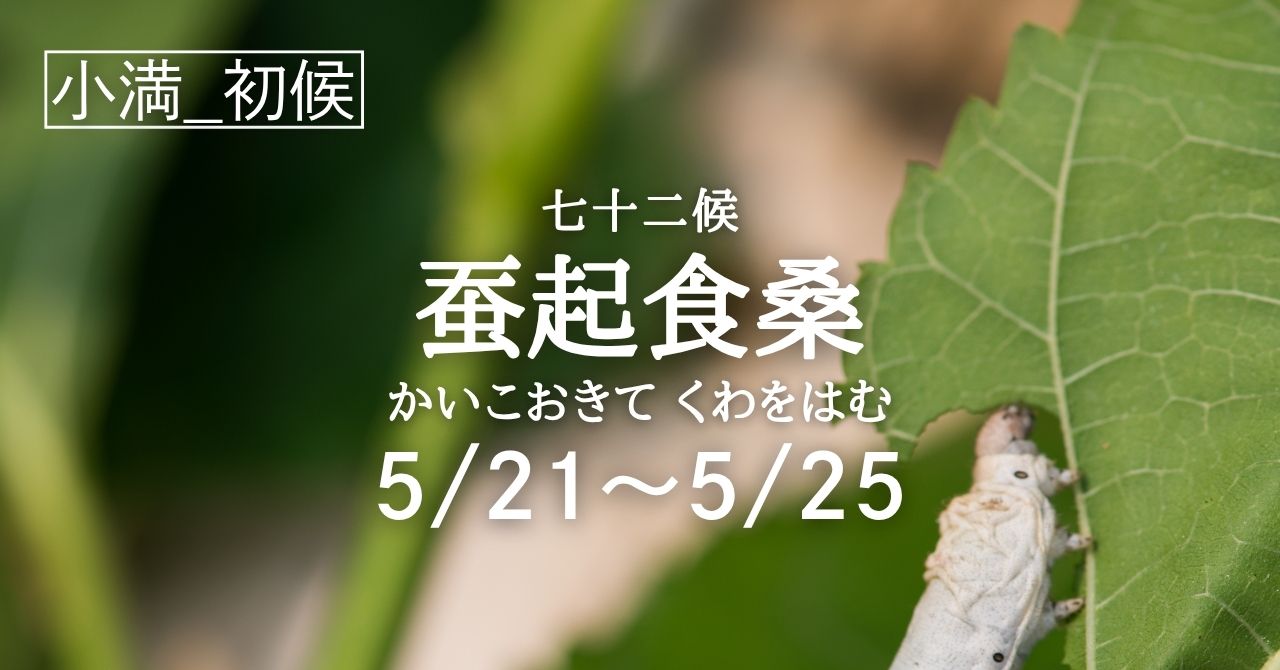 蚕起食桑（かいこおきてくわをはむ）の5日間です(5/21-5/25) | Solarita