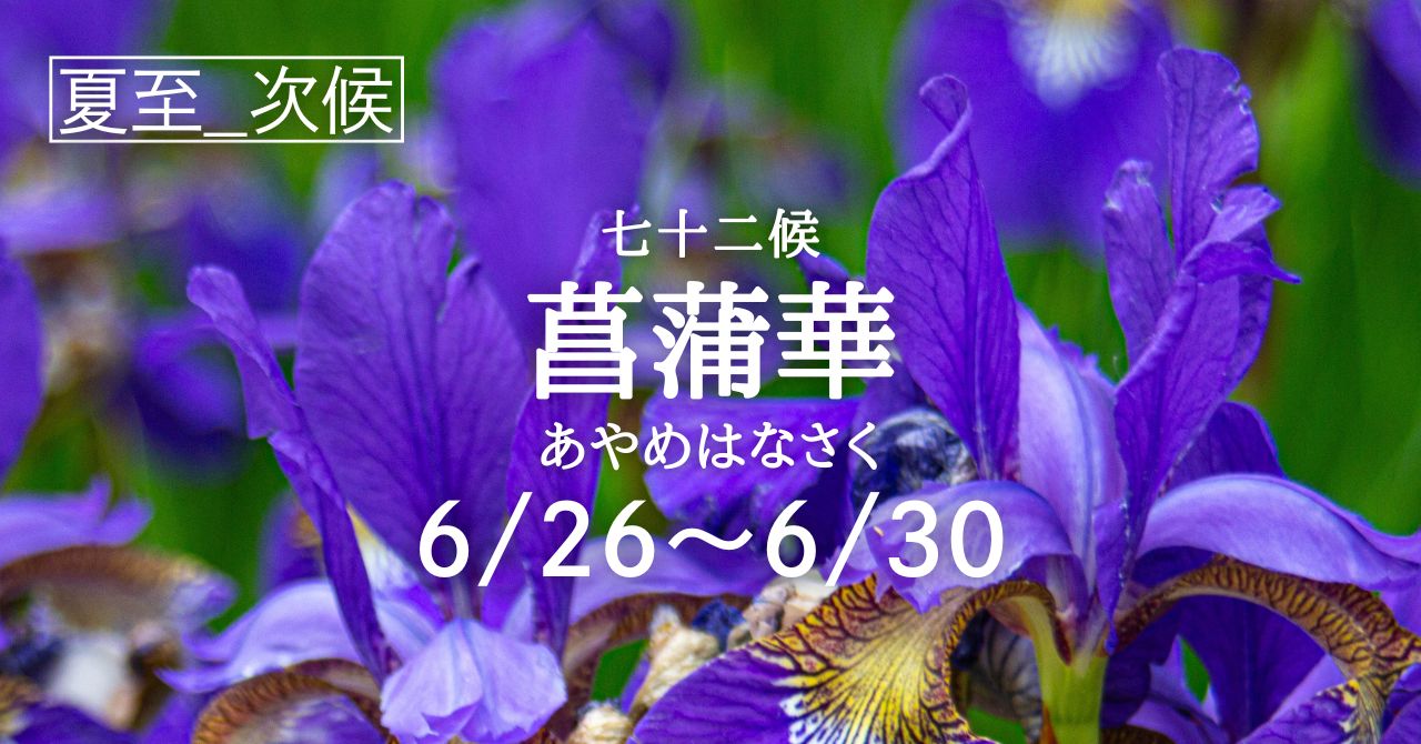 菖蒲華（あやめ はなさく)の5日間です(6/26-6/30) | Solarita