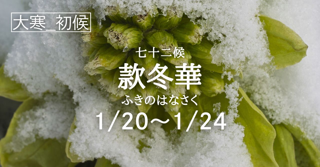 款冬華(ふきのはなさく)」の5日間です（1/20-1/24） | Solarita
