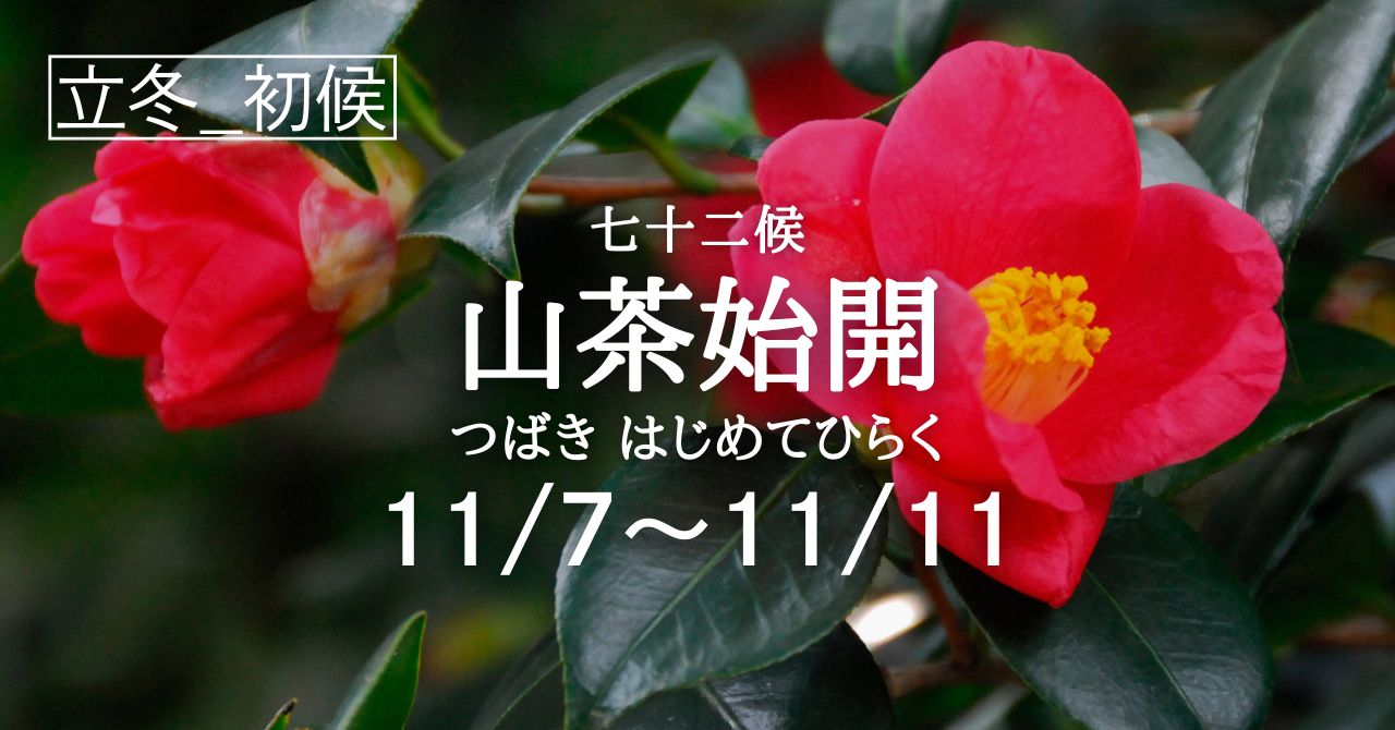 富貴蘭椿山取り極希少種で滅多に出る事はない、葉は、赤く染まる